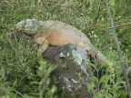 542 Little Green Lizard.JPG (84 KB)